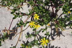 Senecio maritimus