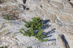 Oncosiphon sabulosus