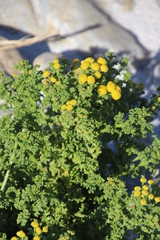 Oncosiphon sabulosus