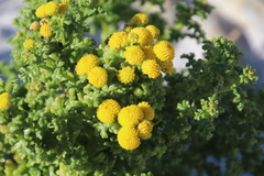 Oncosiphon sabulosus