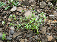 Asperula arvensis