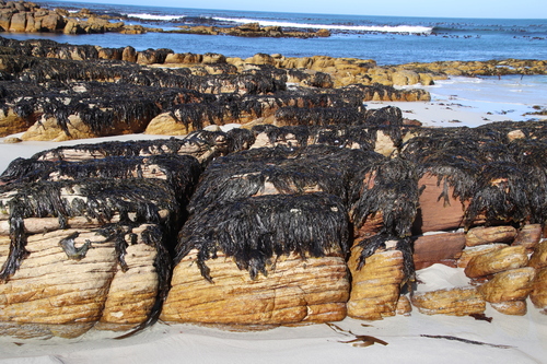 Image of Porphyra capensis by (c) Tony Rebelo, some rights reserved (CC BY-SA)