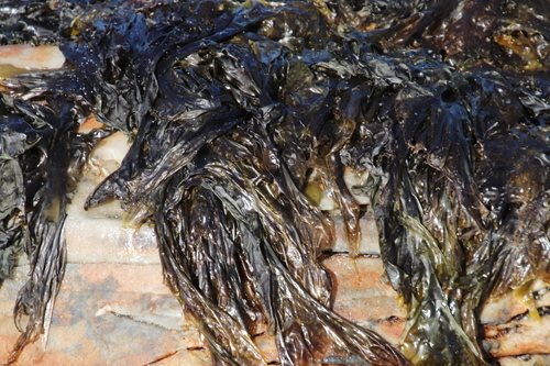 Image of Porphyra capensis by (c) Tony Rebelo, some rights reserved (CC BY-SA)