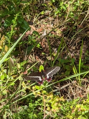 Mimoides lysithous lysithous