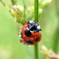 Coccinella septempunctata
