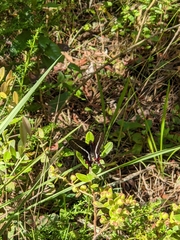 Mimoides lysithous lysithous