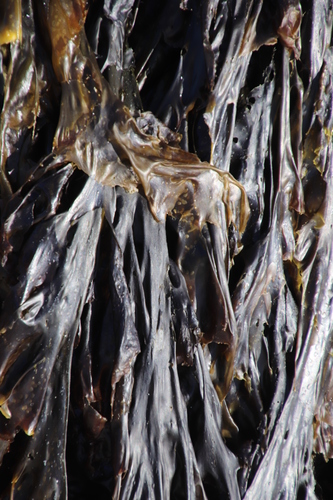 Image of Porphyra capensis by (c) Tony Rebelo, some rights reserved (CC BY-SA)