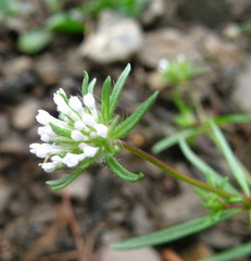 Asperula arvensis