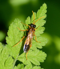 Tenthredo campestris