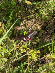 Mimoides lysithous lysithous