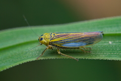 Cicadula