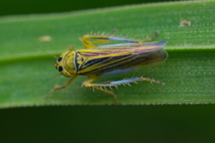 Cicadula