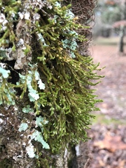 Cryphaea glomerata