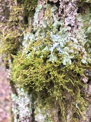 Cryphaea glomerata