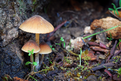 Psathyrella lutensis