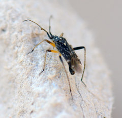 Harpocera thoracica