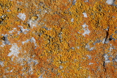Dufourea