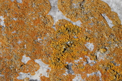 Dufourea