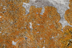 Dufourea