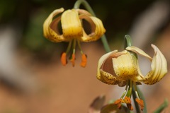 Lilium kelloggii