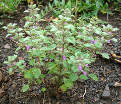 Clinopodium graveolens