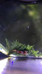 Neocaridina davidi