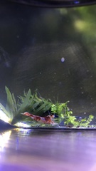Neocaridina davidi