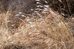 Miscanthus sinensis