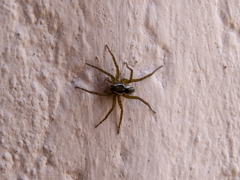 Diapontia uruguayensis