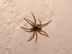 Diapontia uruguayensis