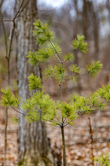Pinus strobus