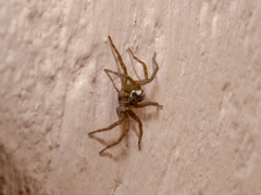 Diapontia uruguayensis