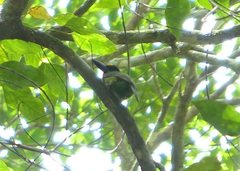 Psilopogon mystacophanos