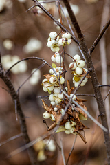 Symphoricarpos albus