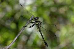 Zygonyx iris malayanus