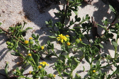 Senecio maritimus