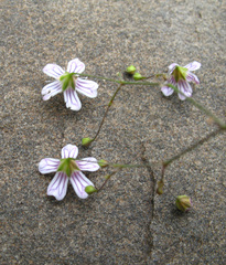 Gypsophila elegans