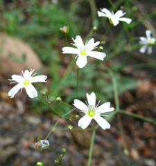 Gypsophila elegans