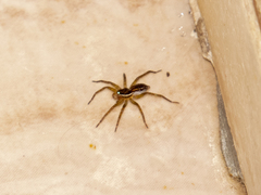 Diapontia uruguayensis
