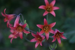 Lilium bolanderi