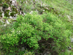 Lonicera iberica
