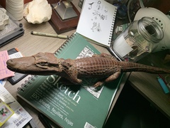 Caiman