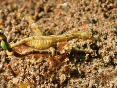 Acentronura breviperula