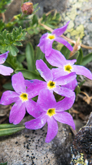 Primula angustifolia