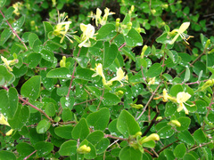 Lonicera iberica