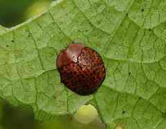 Chelymorpha variolosa