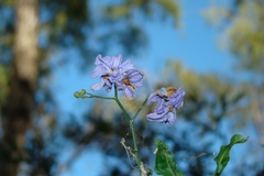 Solanum amygdalifolium