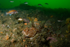 Hemitripterus americanus