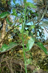 Solanum amygdalifolium