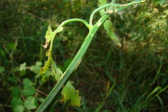 Solanum amygdalifolium